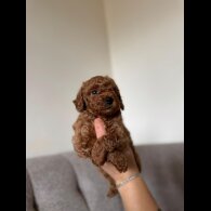Toy Poodle - Both