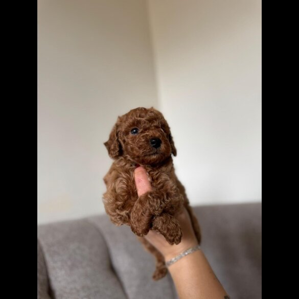 Toy Poodle - Both