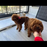 Toy Poodle - Both