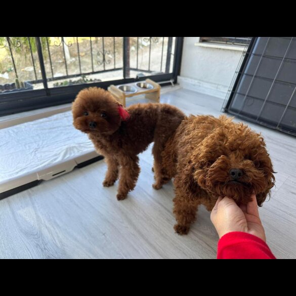 Toy Poodle - Both