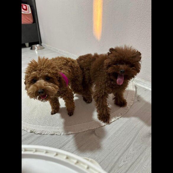 Toy Poodle - Both