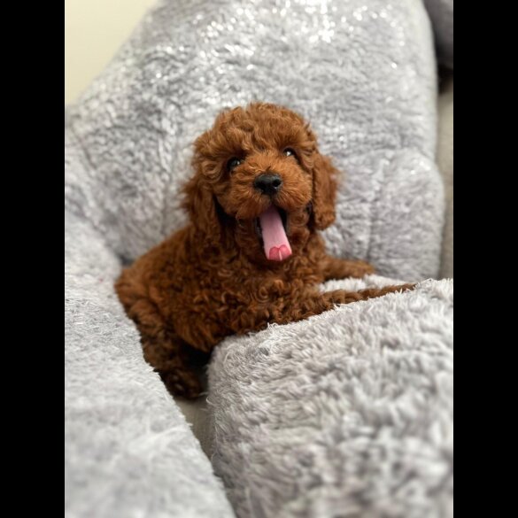 Toy Poodle - Both