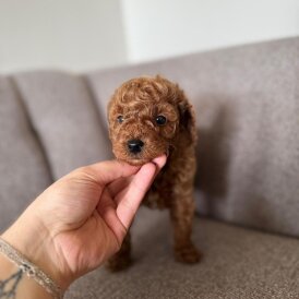 Toy Poodle - Both