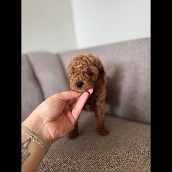 Toy Poodle - Both