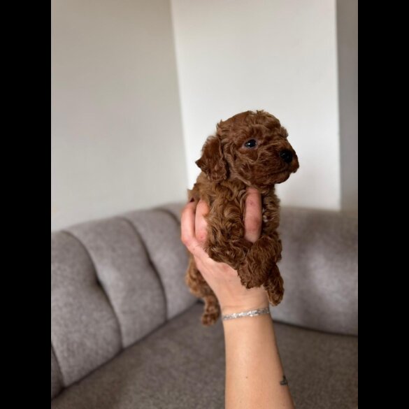 Toy Poodle - Both