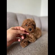 Toy Poodle - Both