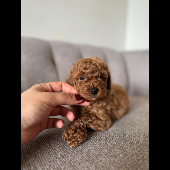 Toy Poodle - Both