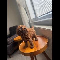 Toy Poodle - Both
