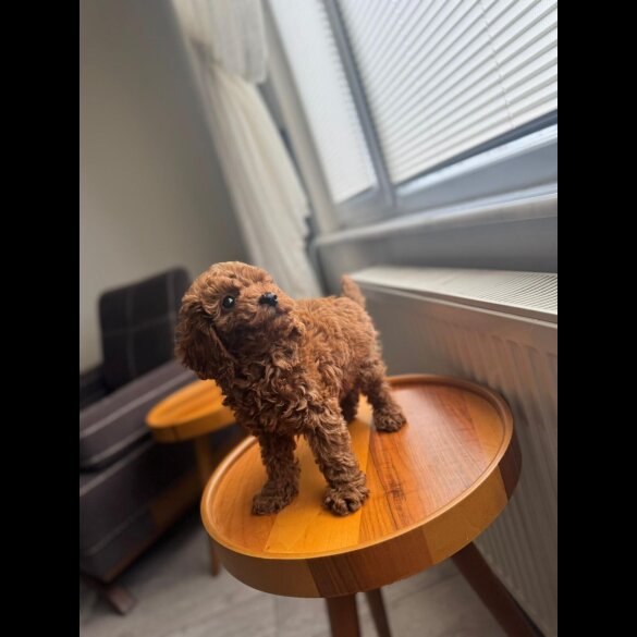 Toy Poodle - Both