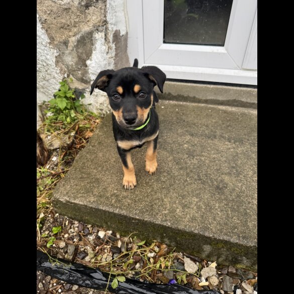 Australian Kelpie - Bitches