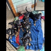 Australian Kelpie - Bitches