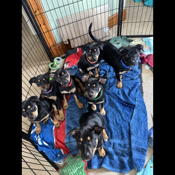 Australian Kelpie - Bitches