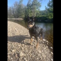 Australian Kelpie - Bitches