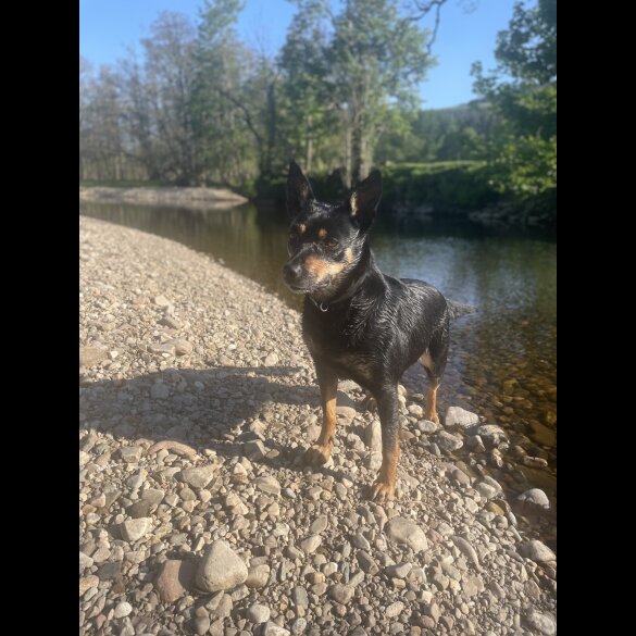 Australian Kelpie - Bitches