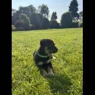 Australian Kelpie - Bitches