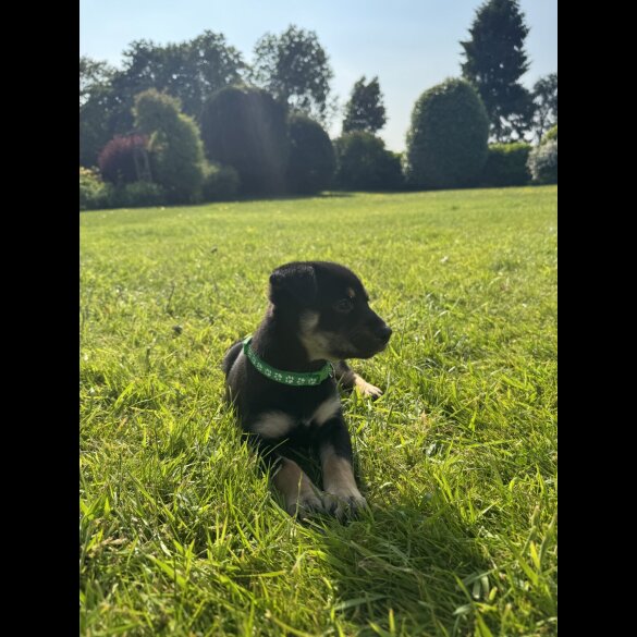 Australian Kelpie - Bitches