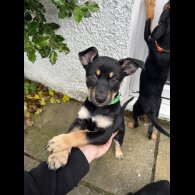 Australian Kelpie - Bitches