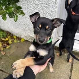 Australian Kelpie - Bitches
