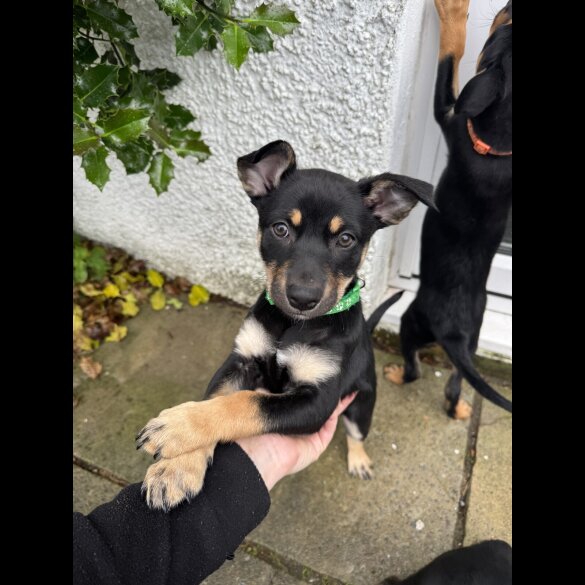 Australian Kelpie - Bitches