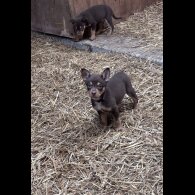 Australian Kelpie - Both