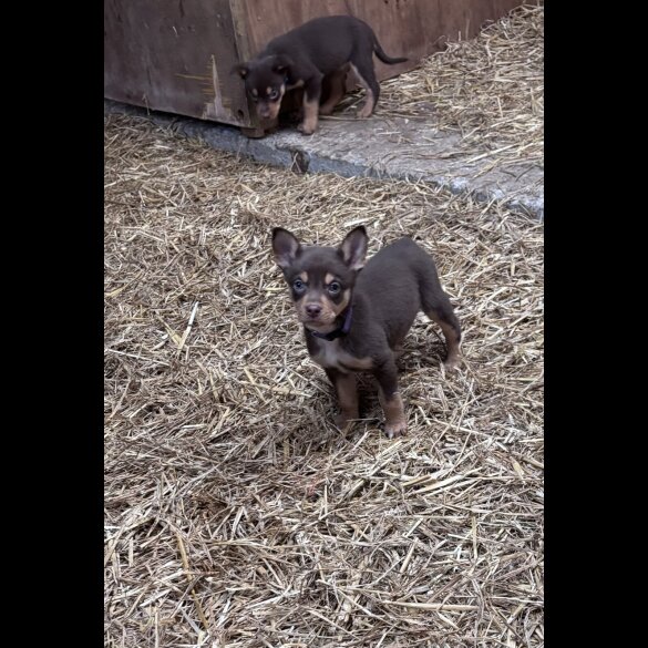 Australian Kelpie - Both
