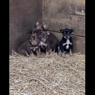 Australian Kelpie - Both