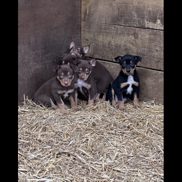 Australian Kelpie - Both