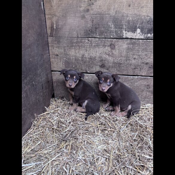 Australian Kelpie - Both