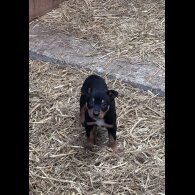 Australian Kelpie - Both