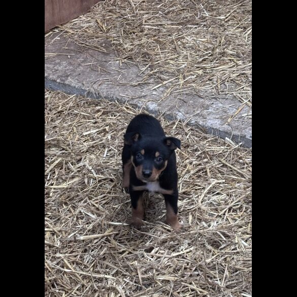 Australian Kelpie - Both