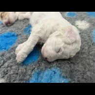 Labradoodle - Dogs