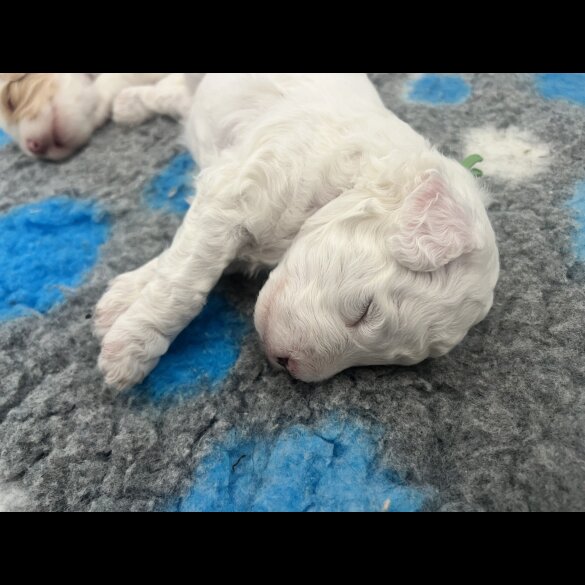 Labradoodle - Dogs