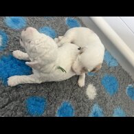 Labradoodle - Dogs