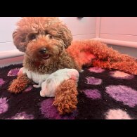 Labradoodle - Dogs