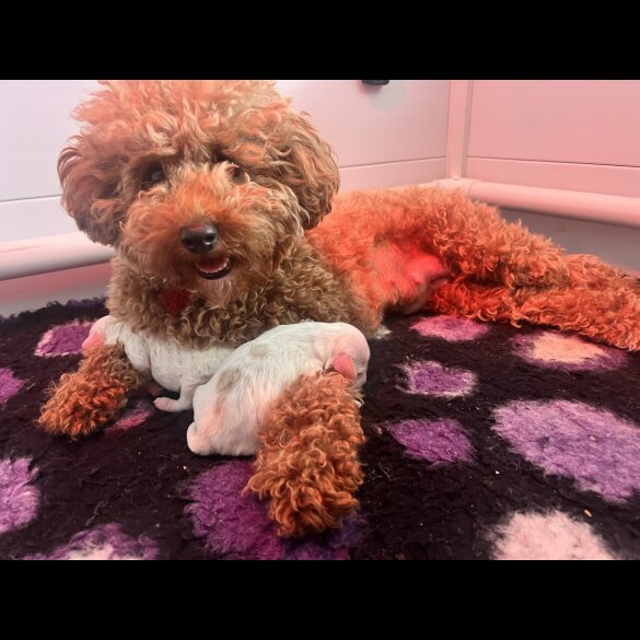 Labradoodle - Dogs