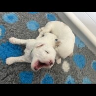 Labradoodle - Dogs