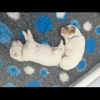 Labradoodle - Dogs
