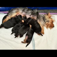 Australian Silky Terrier - Dogs