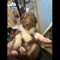 Border Collie - Both