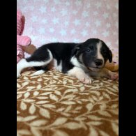 Border Collie - Both