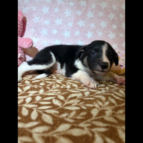 Border Collie - Both