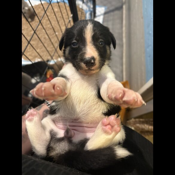 Border Collie - Both