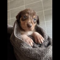 Border Collie - Both