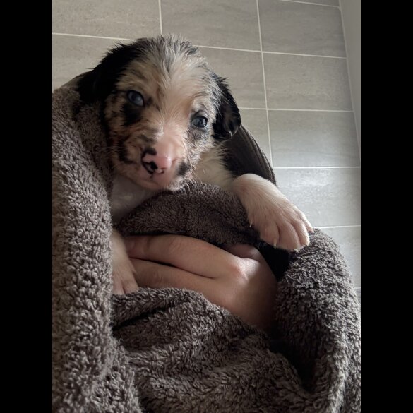 Border Collie - Both