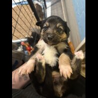 Border Collie - Both