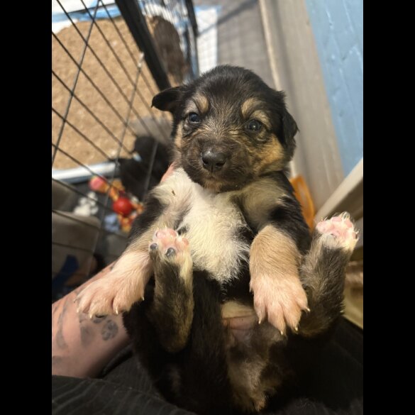 Border Collie - Both