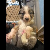 Border Collie - Both