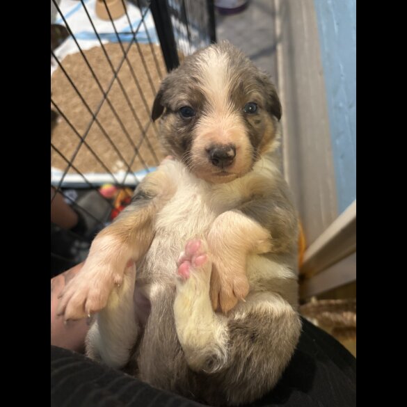 Border Collie - Both