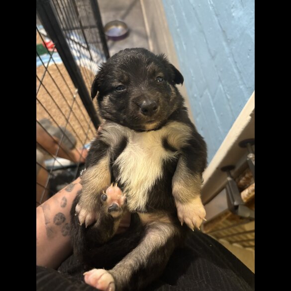 Border Collie - Both