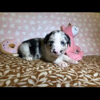 Border Collie - Both
